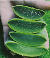 美容院原料芦荟叶片