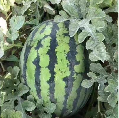 承德育西瓜苗基地 嫁接8424美都西瓜苗厂家