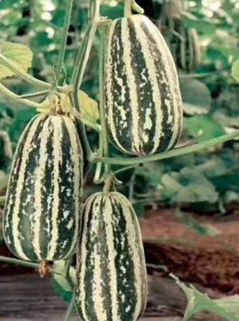 濮阳甜瓜苗育苗厂 博洋九甜瓜苗供应