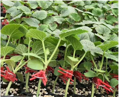 南阳育蔬菜苗基地 山东批发蔬菜种苗厂