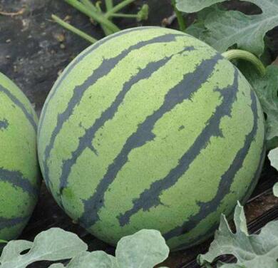 银川西瓜苗育苗基地 寿光蔬菜苗批发