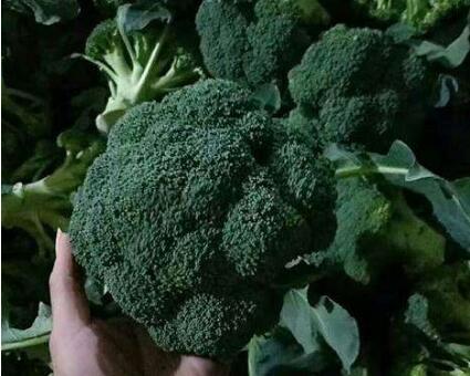 北京西兰花苗哪有 代育西兰花苗育苗厂