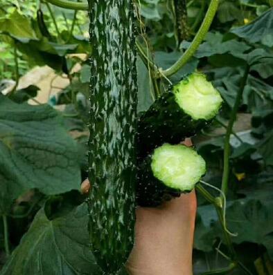 大同黄瓜育苗厂 育嫁接黄瓜苗基地