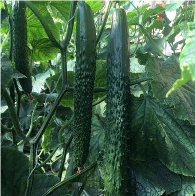 西安黄瓜育苗厂 育嫁接黄瓜苗基地