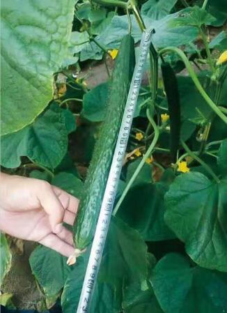 贵阳水果黄瓜苗批发 小黄瓜苗育苗基地