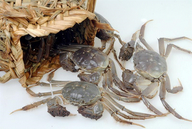 天津港海鲜雪蟹水产品进口报关详细资料