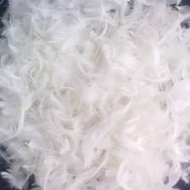 广州鸭毛进口报关公司