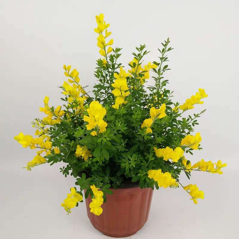 河南生产行业财务外包服务内容是什么收费怎么样，解决什么问题？