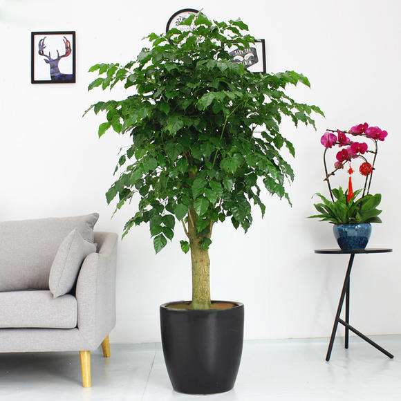 郑州建筑企业公司选择财务外包都有哪些好处